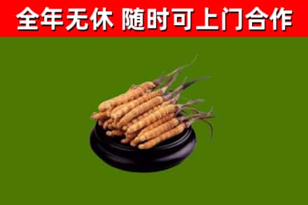 桐柏回收冬虫夏草